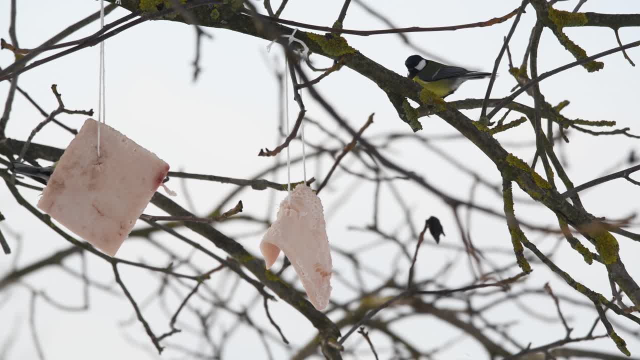 blue tit passerine bird eating lard strip hanging from tree during winter season