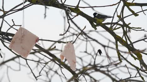 Blaumeise-Passerine-Vogel-Essen-Schmalz-Streifen-Hängen-Von-Baum-Während-Der-Wintersaison