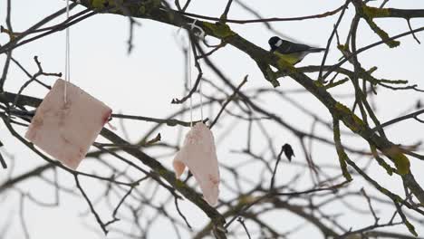 pájaro paseriforme tit azul comiendo tira de manteca colgando del árbol durante la temporada de invierno