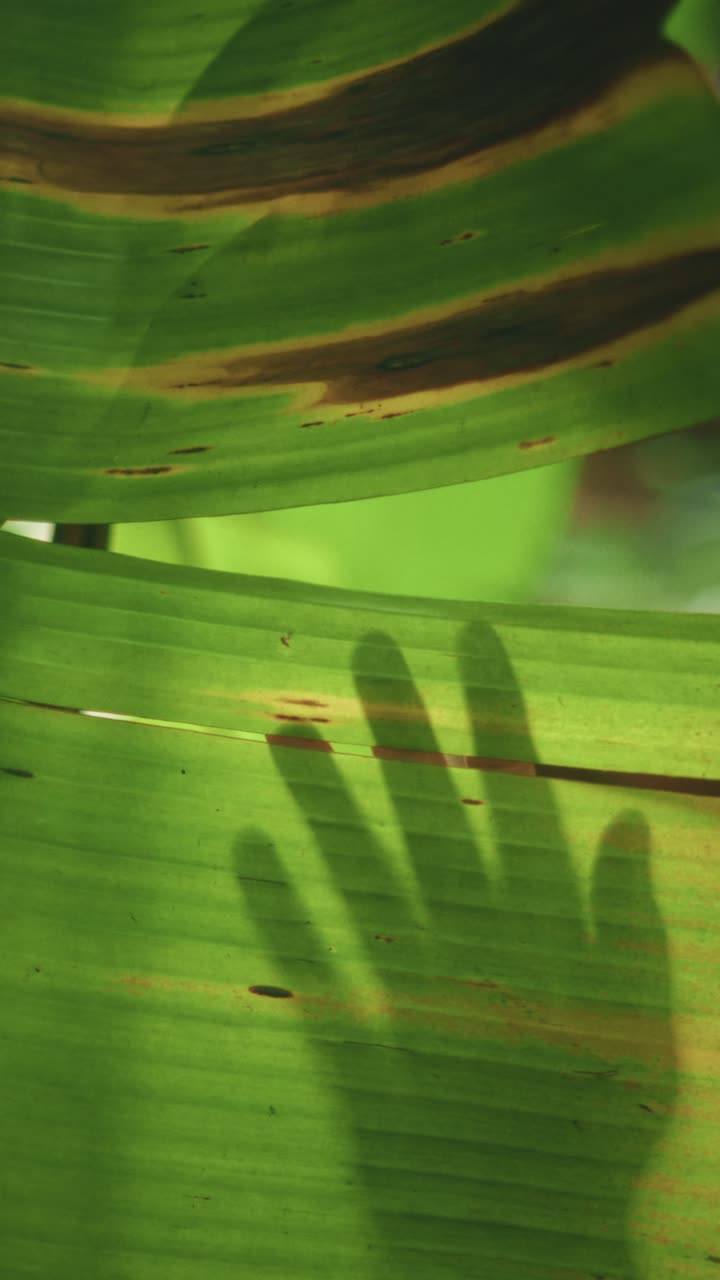 Hand Shadow on Banana Leaf