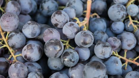 closeup of blue grapes