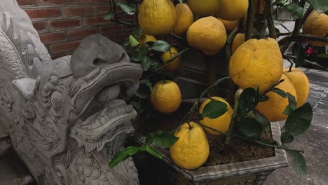 lemon tree beside a detailed stone sculpture