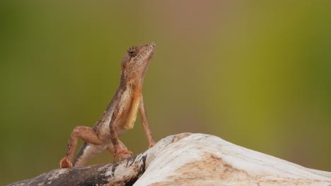 Eidechse-Im-Felsen-Wartet-Auf-Neugierigen-Blick