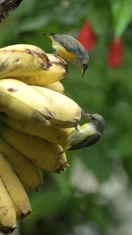 two orange-bellied flowerpecker birds eating bananas in the garden. vertical orientation video with green nature background
