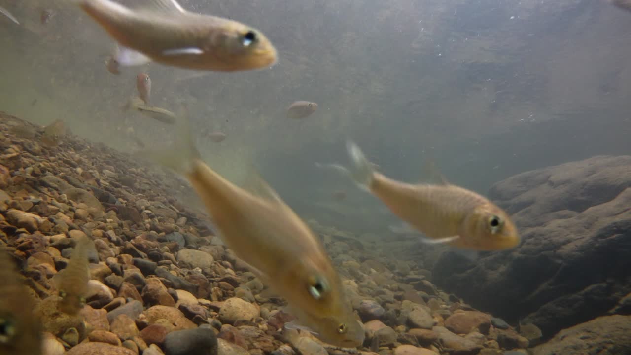 kaeng krachan 국립 공원은 많은 환상적인 야생 동물의 서식지이며 개울은 동물이 마시고 물고기가 헤엄칠 수 있는 신선한 물의 생명원입니다.