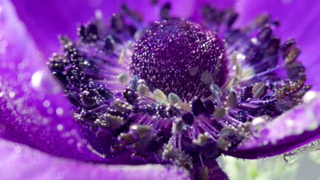 close-up of a purple anemone flower with water droplets