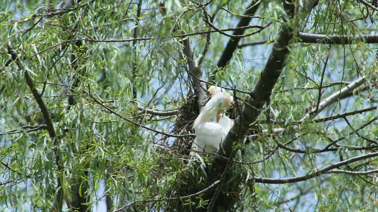 pájaros blancos se arreglan en un árbol blanco en un día ventoso