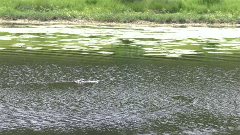 Alligator-slowly-and-quietly-swims-across-public-pond-in-Florida