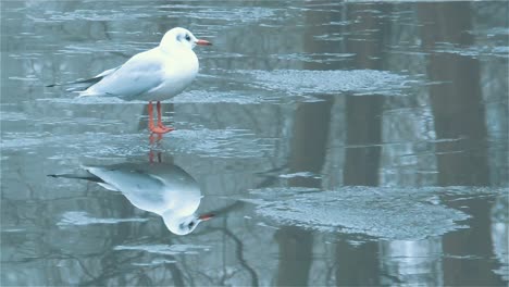 La-Gaviota-Camina-Sobre-Un-Lago-Congelado,-La-Gaviota-Descansa-Sobre-El-Hielo---Toma-De-Mano