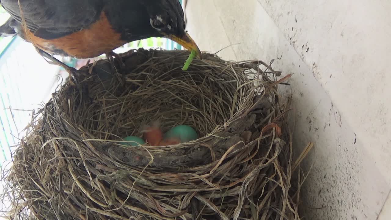 Baby Robin wakes up to eat bright green grub, and then back to sleep