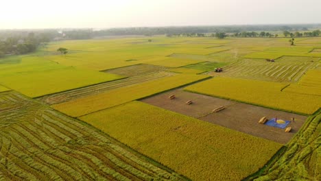 Die-Schönheit-Der-Natur-Erblühte-In-Der-Goldenen-Ernte-Von-Bengal-I