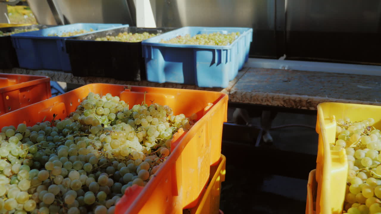 와이너리 2에서 포도가 있는 많은 다채로운 상자