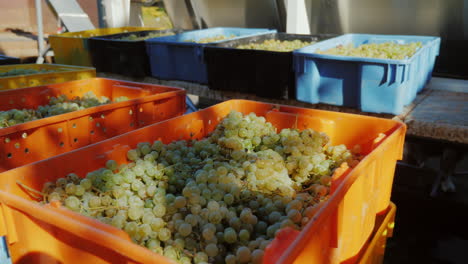 muchas cajas coloridas con uvas en una bodega 2