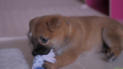 juguetón de masticación de cachorro shiba inu durante el período de dentición del cachorro alrededor de las 8 semanas