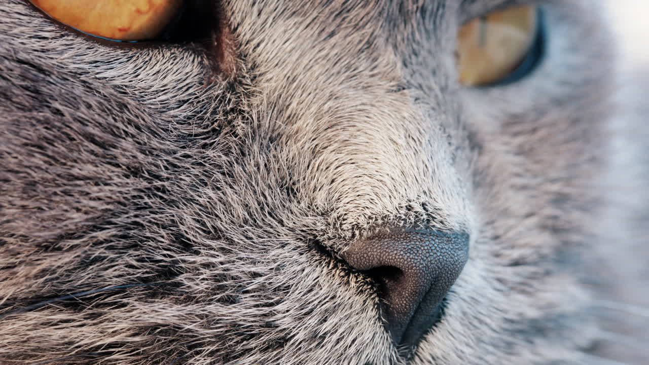 Close up of a grey British Shorthair cat's golden eyes with detailed fur and sharp reflection in the iris