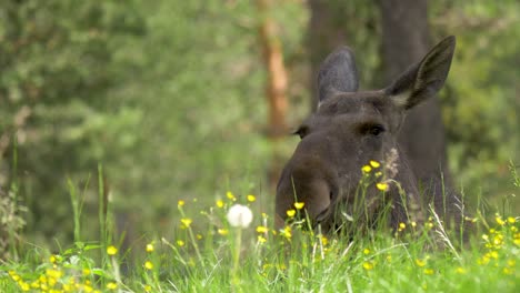 Kuhelche,-Die-Sich-Im-Gras-Niederlegen,-Ein-Schöner-Sommertag-In-Nordschweden---Statische-Nahaufnahme-4k