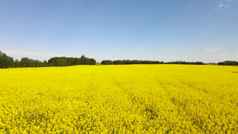 Drone-Volando-Sobre-Canola-Archivado-Hacia-La-Izquierda