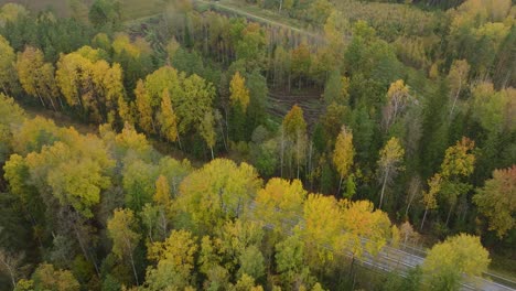 Aufnahme-Einer-Luftaufnahme-Des-Herbstwaldes,-Gelbe-Blätter-Auf-Bäumen,-Idyllische-Naturszene-Mit-Fallendem-Laub,-Herbstmorgen,-Weite-Drohnenaufnahme-Aus-Der-Vogelperspektive,-Die-Sich-Vorwärts-Bewegt,-Nach-Unten-Geneigt