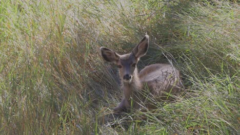 Alert-mule-deer-fawn-laying-in-tall-grass,-looks-at-camera,-alert-danger,-close-up-view