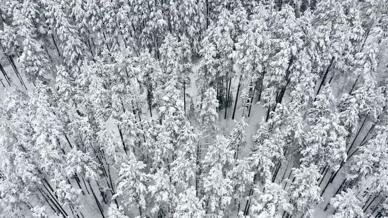 Aerial flyover frozen snowy spruce forest