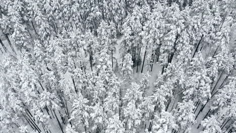 aerial flyover frozen snowy spruce forest