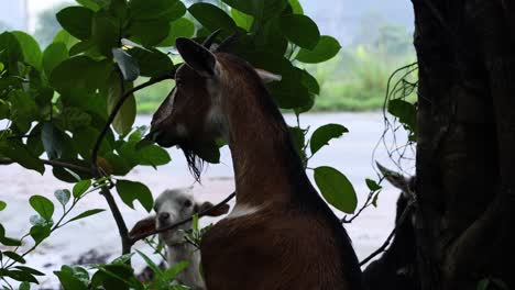 a goat nibbles on green leaves by a tree