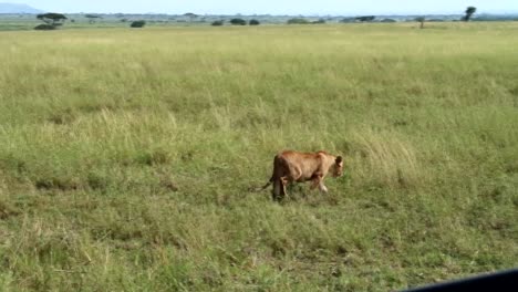 Kamerafahrt-Einer-Löwin,-Die-Durch-Den-Serengeti-Nationalpark,-Afrika,-Geht