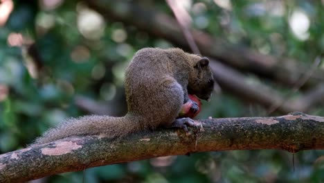 Cola-En-La-Rama-Mientras-Se-Ocupa-De-Su-Comida-Saludable-Mirando-Hacia-La-Derecha,-Ardilla-De-Vientre-Gris-Callosciurus-Caniceps,-Parque-Nacional-Kaeng-Krachan,-Tailandia