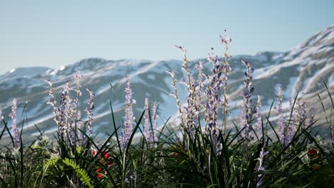 Lavendelfeld-Mit-Blauem-Himmel-Und-Bergdecke-Mit-Schnee