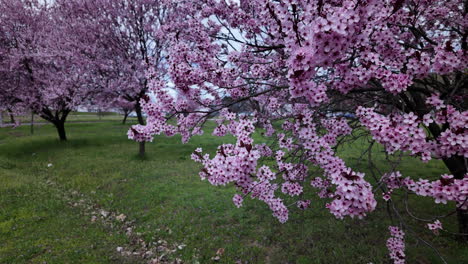 park full of blooming pink cherry trees