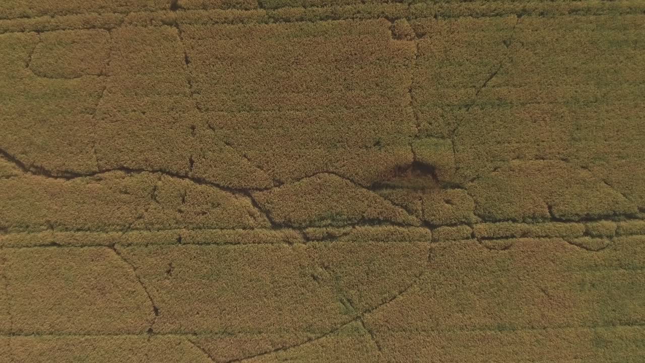Traces Of Wild Forest Animals Left In Agricultural Fields On A Sunny Summer Day. Aerial Track Left