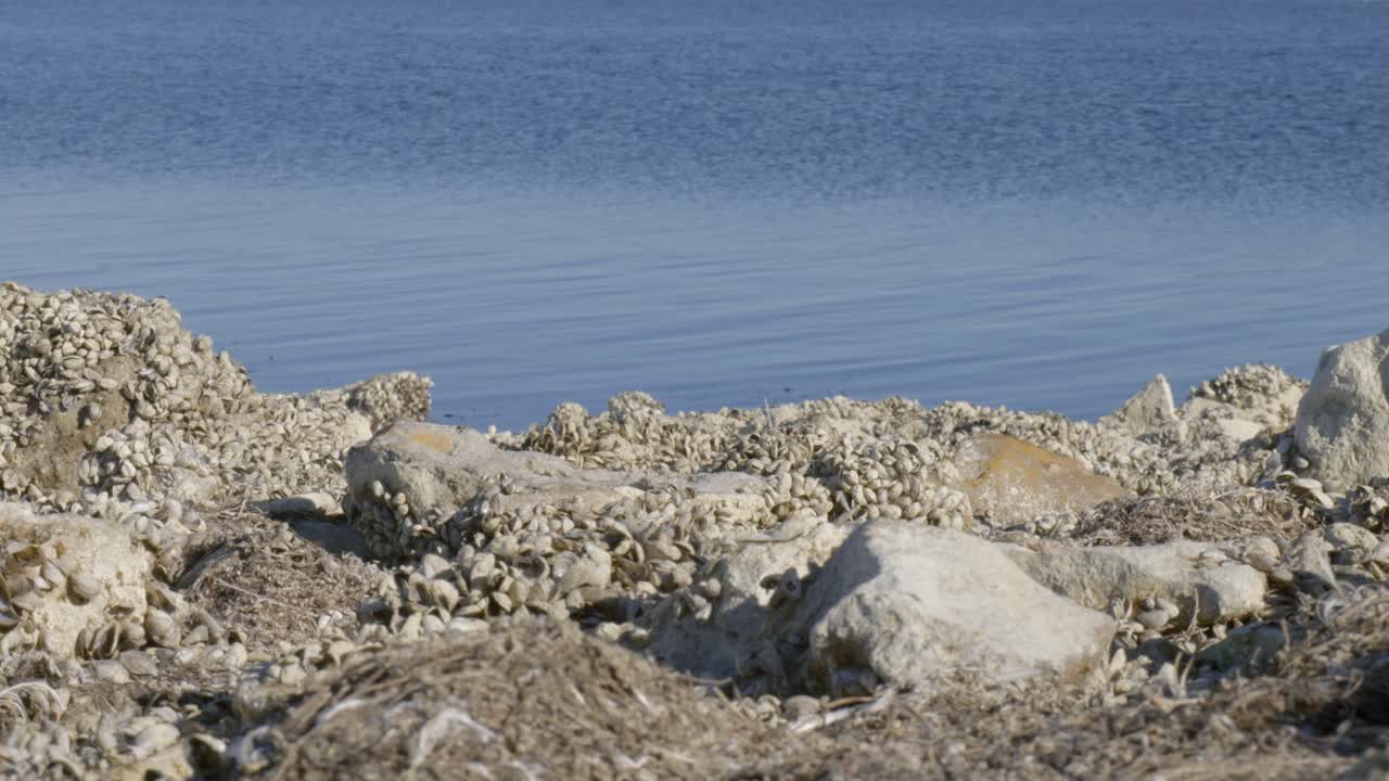Rutland Water man-made reservoir lake shore, calm drinking water surface