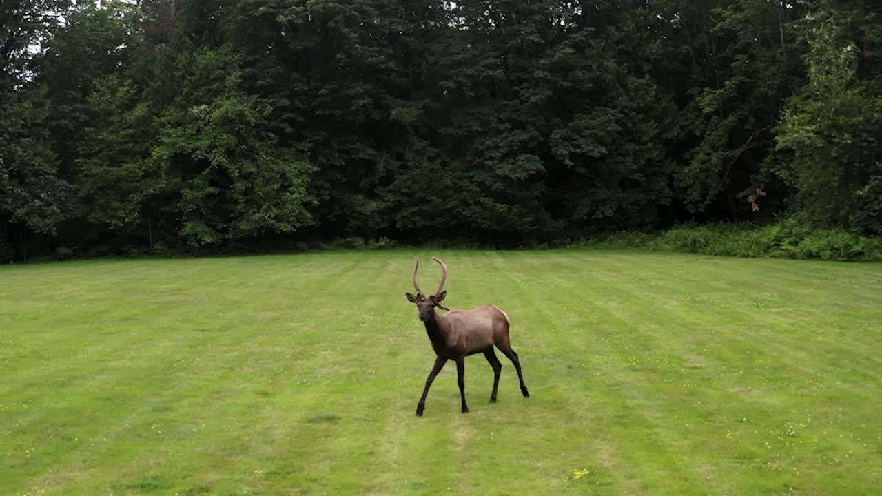 cornetas de alce de toro caminando sobre exuberantes prados en hábitat natural