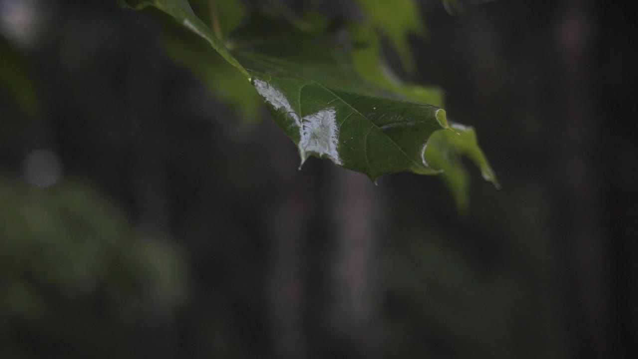 hoja lluviosa que sopla en el viento