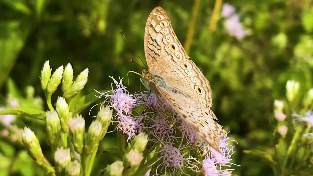 Farfalle pansè grigie appollaiate su fiori di erba siamese. Junonia atlites