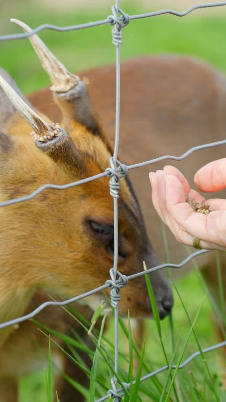 Vertical View Of A Reeves's Muntjac Deer Species Hand Feeding In A Wildlife Zoo Park. Close-up Shot