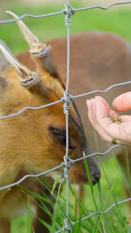 vertical view of a reeves's muntjac deer species hand feeding in a wildlife zoo park. close-up shot