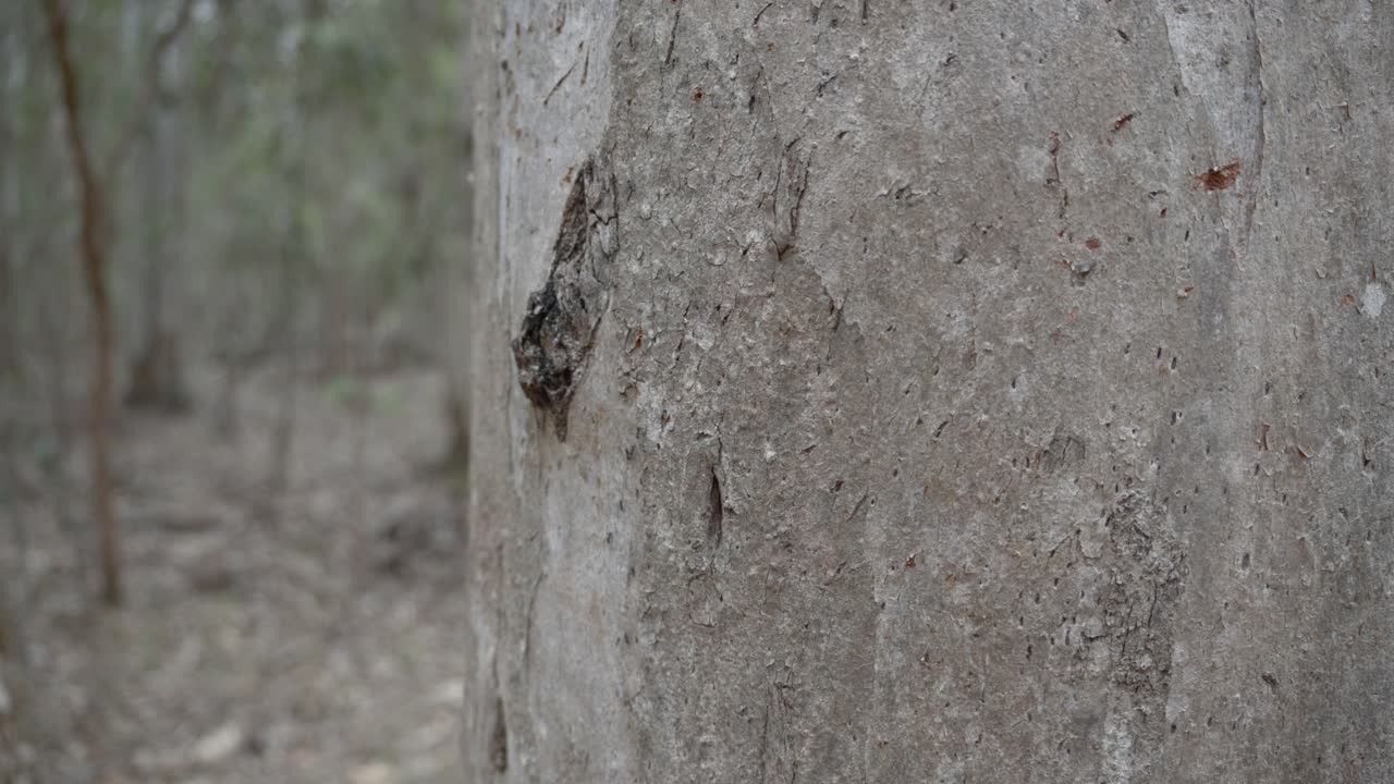 Colonia di formiche che si muove lungo la corteccia dell'albero all'interno della foresta, ecosistema naturale.
