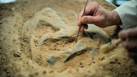 fossil excavation