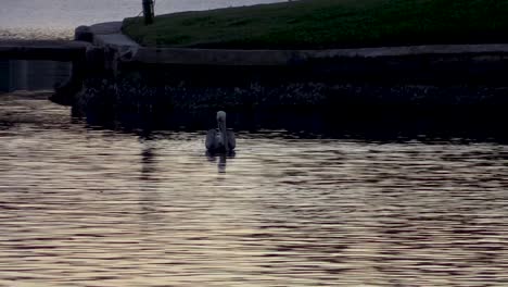 pelícano buceando para pescar en el canal de florida