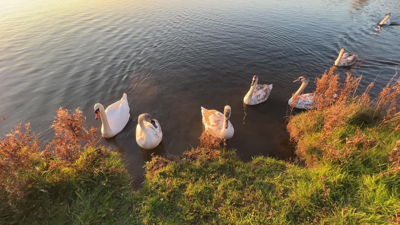 toma cinematográfica de cisnes blancos y cygnets, nadando y alimentándose en la orilla del río durante la hermosa y rica puesta de sol dorada