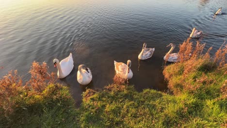 cinematic shot of white swans and cygnets, swimming and feeding on riverbank during beautiful rich golden sunset