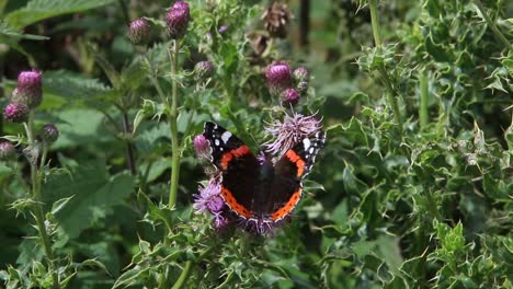 red admiral butterfly. wales. uk