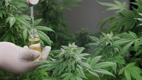 investigación del aceite de cáñamo. investigación del cannabis para su uso en medicina, recopilación de datos. cultivo de plantas de cannabis.