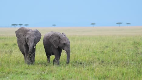 Toma-En-Cámara-Lenta-De-Dos-Jóvenes-Elefantes-De-Animales-De-Safari-De-África-Pastando-Juguetonamente-A-Través-De-Llanuras-Abiertas-Con-árboles-De-Acacia-En-El-Fondo,-Vida-Silvestre-Africana-En-La-Reserva-Nacional-De-Maasai-Mara,-Kenia