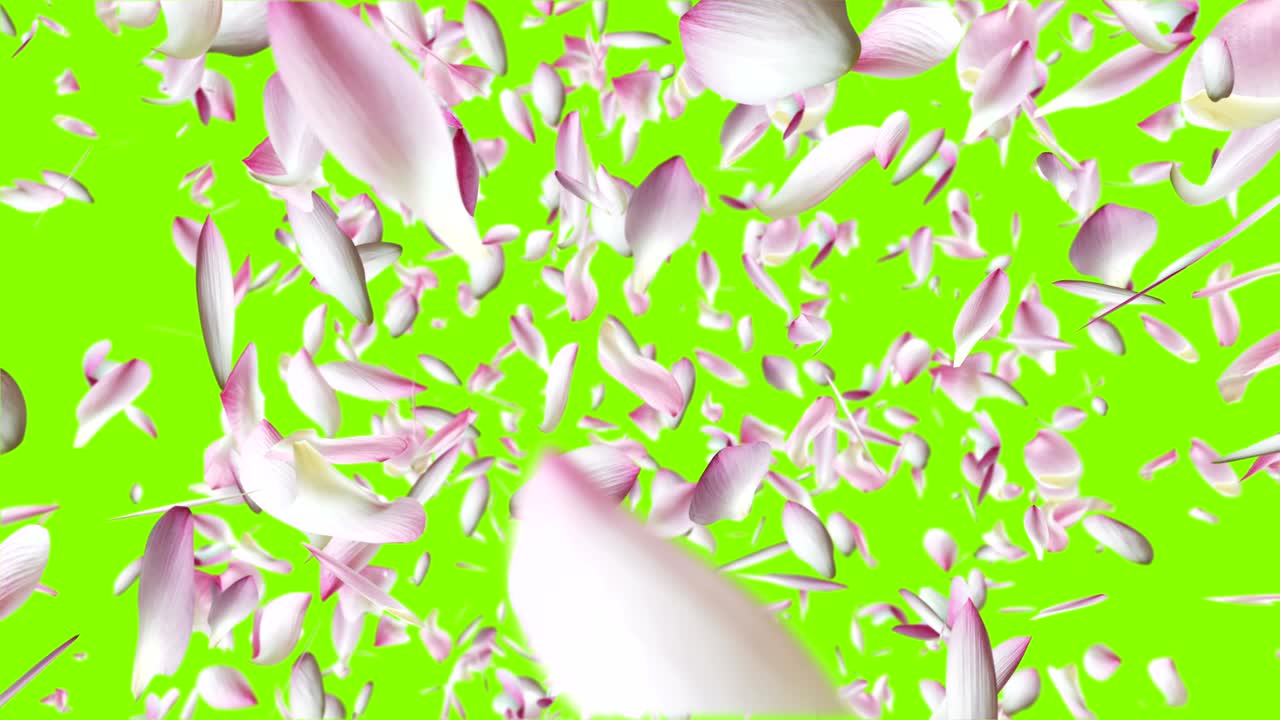 분홍색 로터스 잎이 날아가고 있습니다.