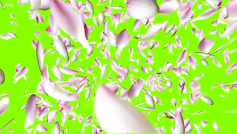 los pétalos de loto rosados están volando.