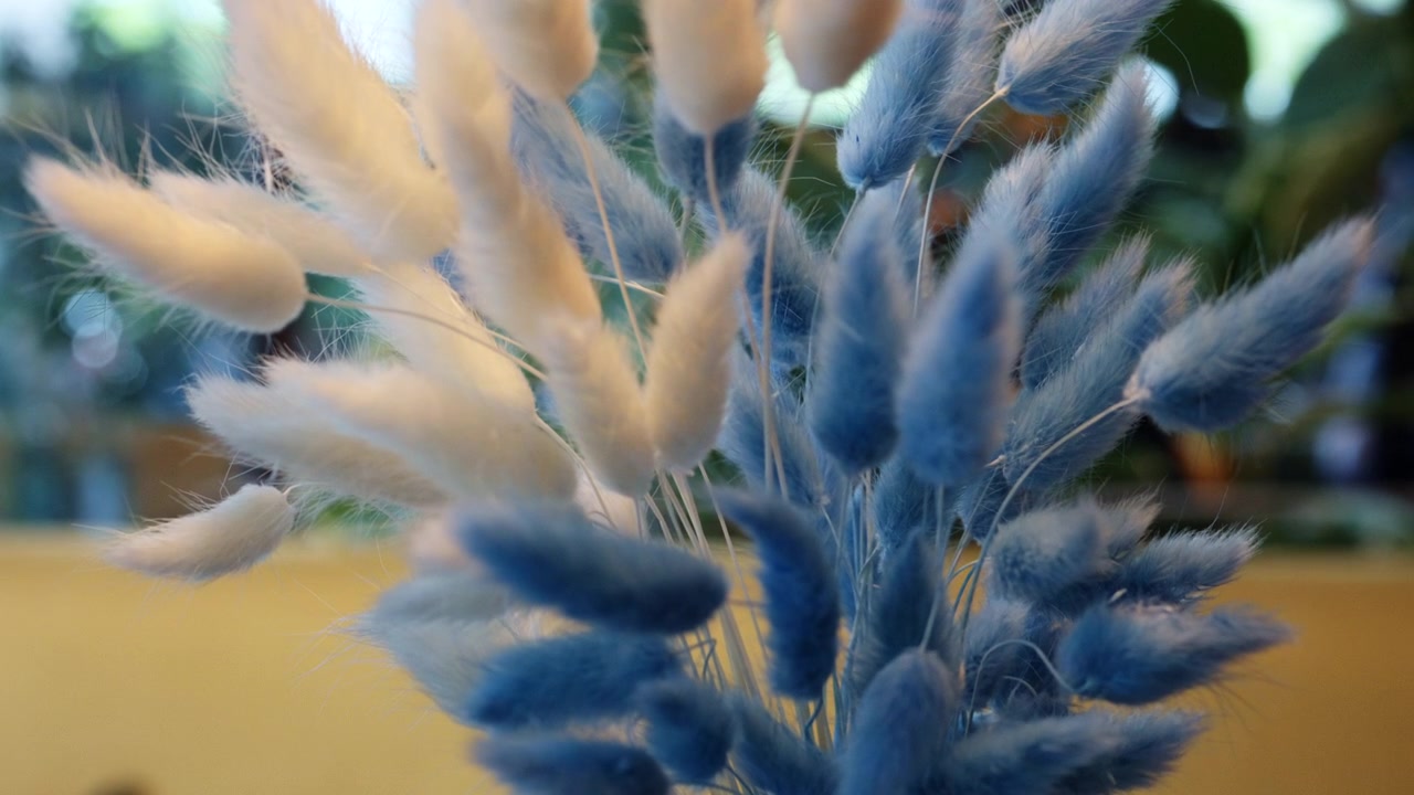 Gros plan de plantes séchées douces et duveteuses dans des tons de bleu clair et de beige. Les tiges sont regroupées, avec un arrière-plan flou créant une faible profondeur de champ.
