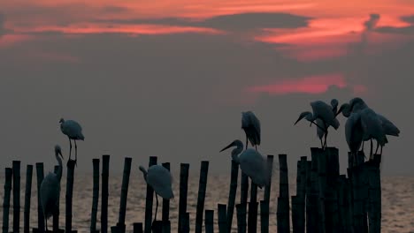 The-Great-Egret,-also-known-as-the-Common-Egret-or-the-Large-Egret