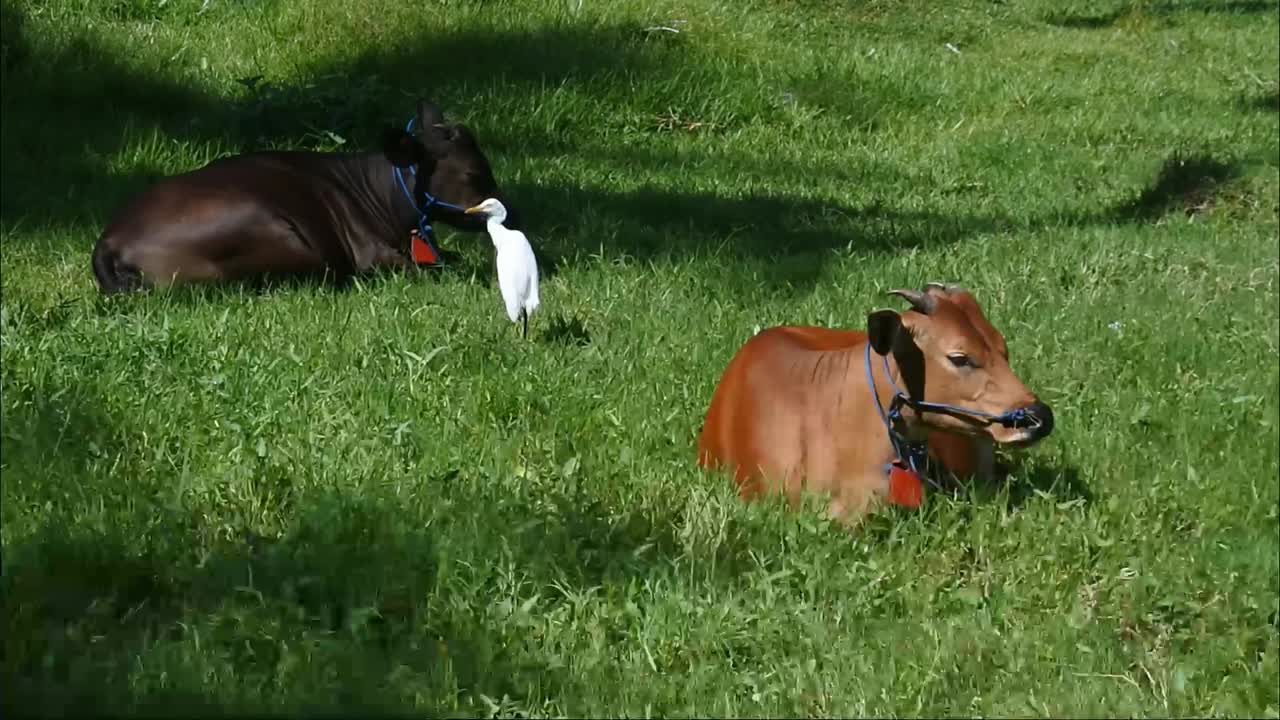 animal friendship videos. the egret approached the grazing cow.
